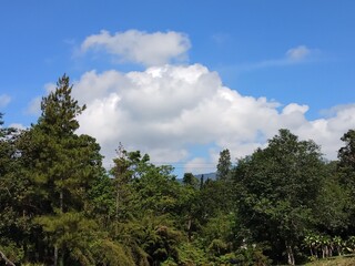 clouds and trees