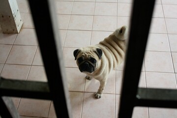 dog looking at camera