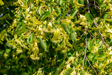 Blühender Lindenbaum in der Sonne