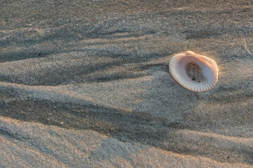 Seashell on Gould's Inlet Beach, St Simons Island, GA
