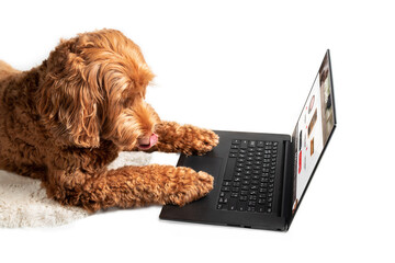Isolated dog ordering products online for home delivery, side view. Labradoodle dog is licking mouth and paws are on the laptop. Concept for smart pets imitating human behaviour. Selective focus.