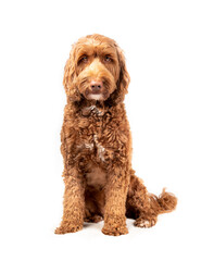 Isolated dog sitting straight with serious expression, while looking at camera. Medium to large female adult Labradoodle dog with beautiful brown eyes and fluffy curled brown fur. Selective focus.