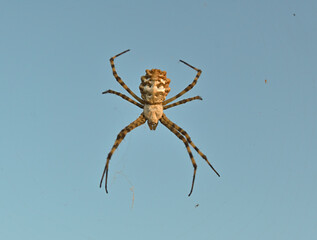 Big creepy spider on a web waiting for prey.