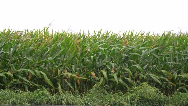 The winds and rain of a tropical storm or hurricane blowing the corn in a field.