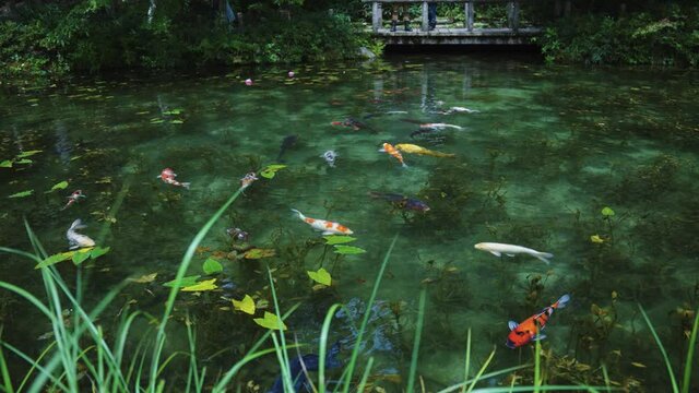 Beautiful Monet's Pond, a nameless pond that resembles a painting in Gifu Japan
