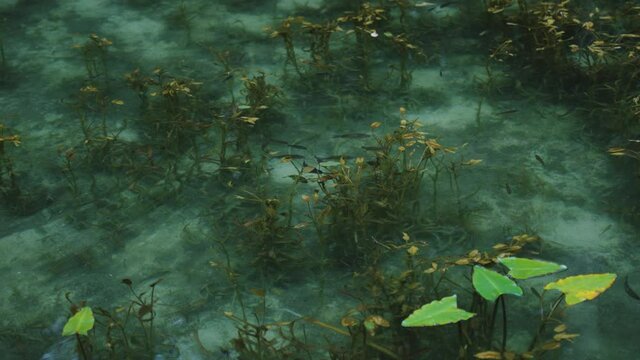 Pure water in natural beautiful Koi Pond, Slow motion fish swimming