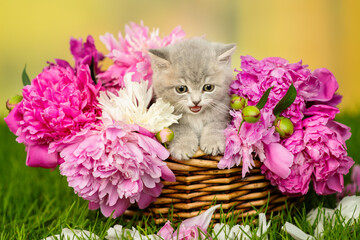 Small gray kitten with bright eyes sitting in a wicker basket with peonies on green grass