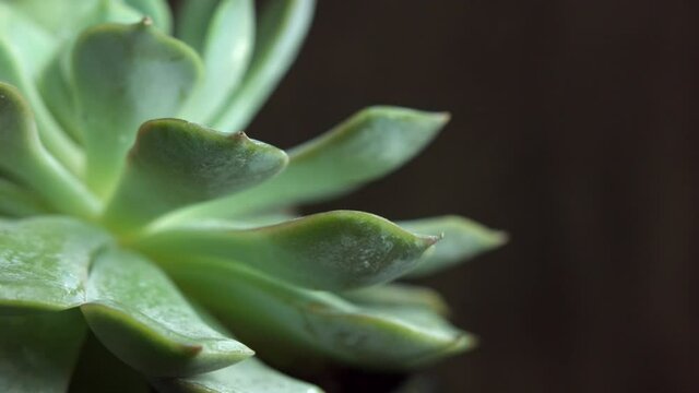 Extreme Close Up Of Dudleya, A Succulent Perennial Plant. slider left