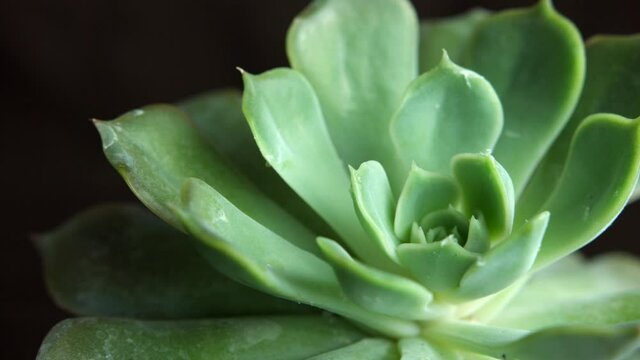 Green Dudleya Succulent Plant With Small Charming Rosette. close up, slider shot