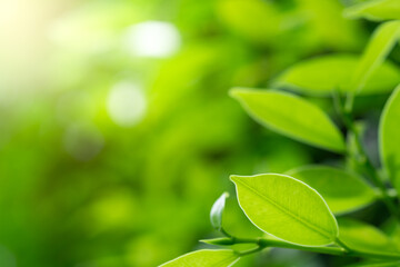 Closeup nature green leaf on blurred greenery background in garden in the morning with sunlight. copy space for text as background natural green plants, ecology, fresh wallpaper concept.