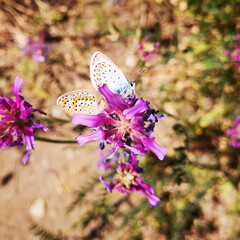 butterfly on flowers