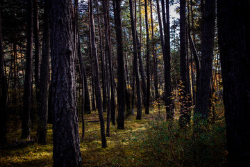 forêt sous bois 3