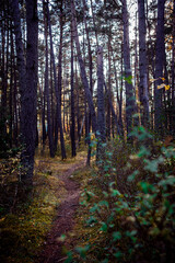 Fototapeta premium forêt sous bois 4