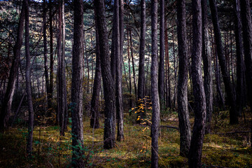 Fototapeta na wymiar forêt sous bois 4