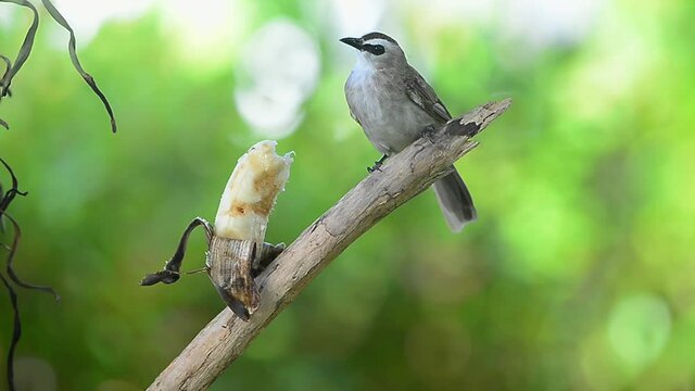 Bird on the feeder,HD video
Bulbul bird perching on branch with banana feeding in backyard.