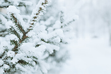 Christmas festive background. Fluffy spruce branches in snow winter landscape. Mock up for postcard copy space banner