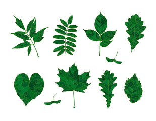 Set of hand drawn green silhouettes forest leaves - maple, maple seeds, ash-leaved maple, rowan, ash, oak, linden, elm, isolated on white background. Design elements for decorating.
