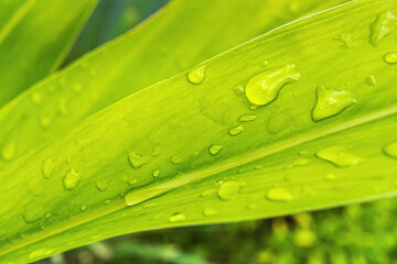 Macro closeup of Beautiful fresh green leaf with drop of water after the rain in morning sunlight nature background.