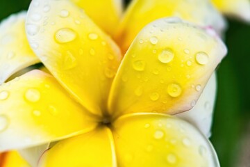 Macro closeup of White plumeria flowers with water droplets on the petals after the rain in the morning.