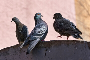 A group of urban birds of gray pigeons are sitting on the fence.