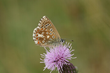 An Adonis Blue Butterfly, Polyommatus bellargus, perching on a Thistle flower in a meadow.	