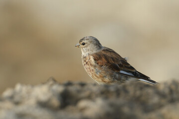 A Linnet, Carduelis cannabina, perched on a rock.	