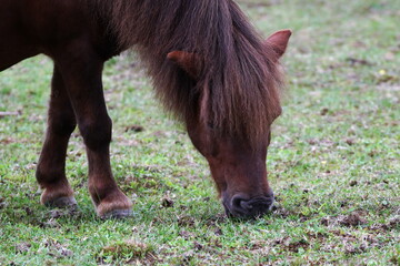 Fototapeta premium えこりん村のミニチュアホース
