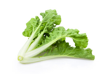 lettuce isolated on white background