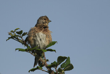 A Linnet, Carduelis cannabina, perched on a bramble bush.