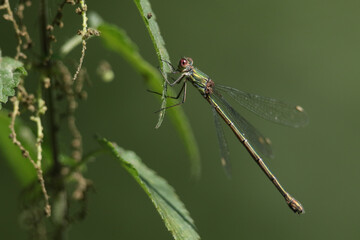 A female Willow Emerald Damselfly, Chalcolestes viridis, perching on a Willow Tree leaf.