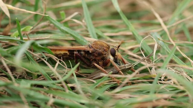 A rare Hornet Robberfly, Asilus crabroniformis, feeding on its prey a Lesser Marsh Grasshopper, Chorthippus albomarginatus .