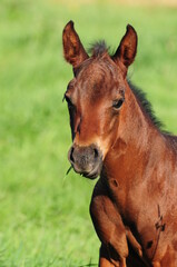 American Quarter Horse Fohlen