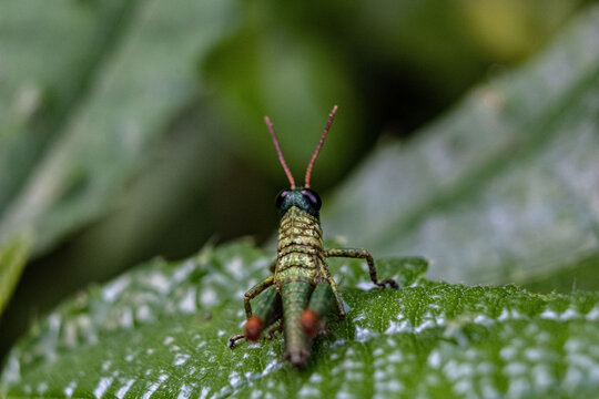 Closeup shot of a grasshopper perched on a green leaf on a blurred background