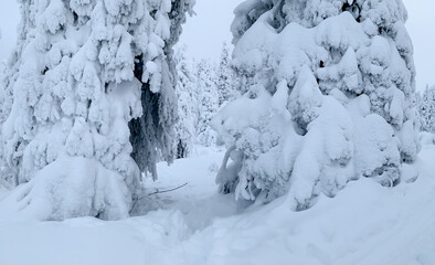 Hiking trail between two snow-covered fir trees in the winter taiga forest