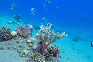 Fototapeta na wymiar Colorful, picturesque coral reef at the bottom of tropical sea, great acropora coral and schooling bannerfish, underwater landscape