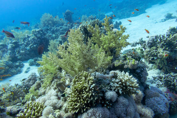 Colorful coral reef at the bottom of tropical sea, yellow broccoli coral and fishes anthias, underwater landscape