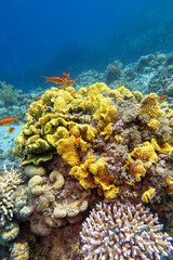 Colorful coral reef at the bottom of tropical sea, yellow salad coral and fishes Anthias, underwater landscape