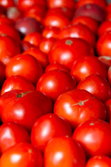Tomatoes of different sizes are laid out on a black background.