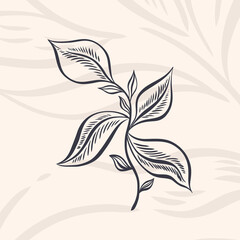 Plant nature hand drawn. Floral botanical element.Elegante vintage style.Isolated in white background.