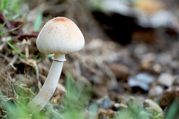 Macro photo of Mushroom growing in forest with blur background