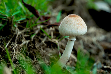 Macro photo of Mushroom growing in forest with blur background