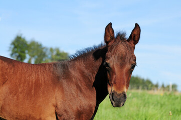 Fototapeta premium American Quarter Horse Fohlen