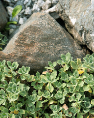 Sedum plants against a background of rocks. Example of garden decoration ideas