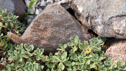 Sedum plants against a background of rocks. Example of garden decoration ideas