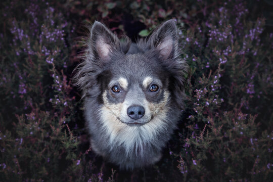 Portrait hund in der heide von oben in der natur