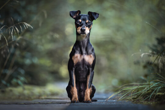 Portrait hund im Wald vor b&auml;umen im Hintergrund im Sommer im Sonnenuntergang