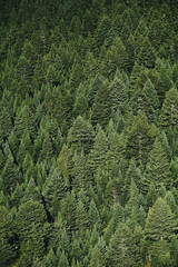 Fototapeta premium Dark pine tree forest