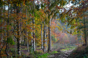 passeggiando nella foresta con i colori brillanti dell'autunno