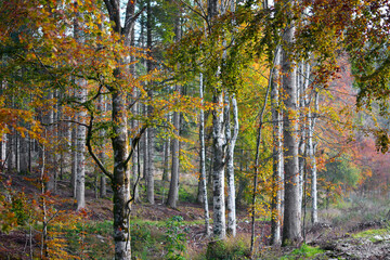 Obraz premium the colors in the morning of the autumn forest