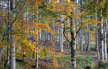 the magnificent colors of the autumn forest